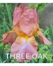 Comprar 3 Rizoma De Lirios Barbados O Iris Germánica Three Oak