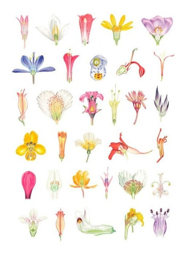 Imagen 2 de 7 de Plantas Y Arboles De Los Bosques De Chile / Gardner