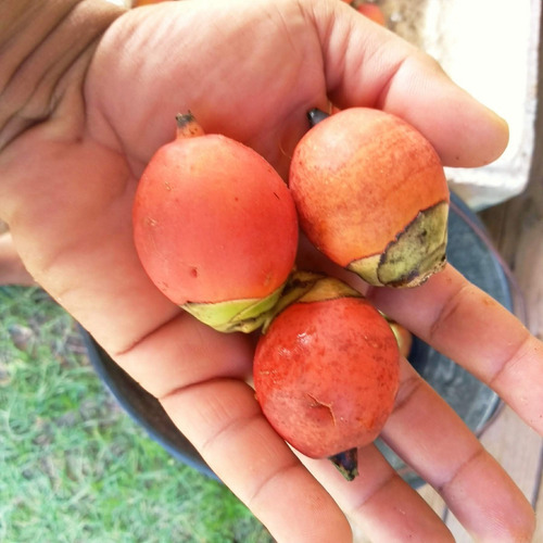 15 Sementes Palmeira Rabo De Raposa Pré-germinada P/plantio