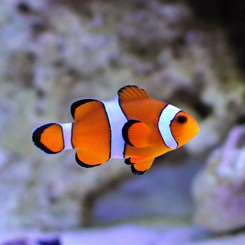 Palhaço Ocellaris Laranja - Pq (amphiprion Ocellaris)