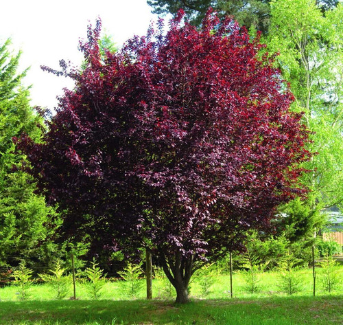 Ciruelo De Jardin, Cerezo Rojo Arbol Frutal 2mts