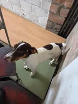 Comprar Jack Russell
