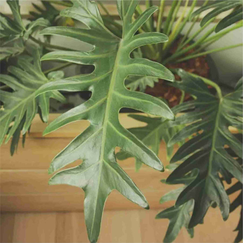 Philodendron Bipinnatifidum ( Guaimbé De Jardim ) 2 Mudas