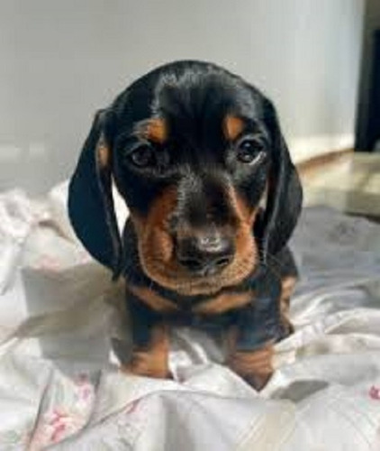 Bellos Dachshund Mini En 180 Por Cachorro