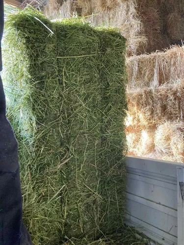 Venta de fardos de alfalfa, paja y trigo