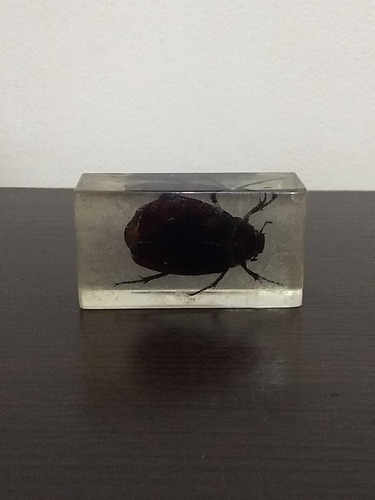 Insecto En Acrilico Escarabajo (1)  - Capsula De Coleccion