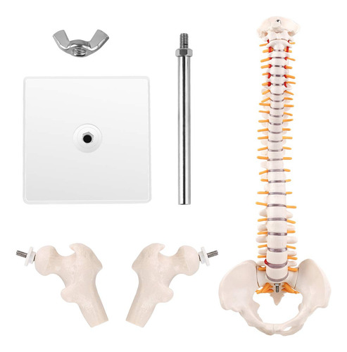 Un Modelo Anatómico Del Esqueleto De La Columna Vertebral Mé