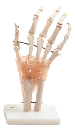 Modelo Anatómico Articulación De La Mano Con Ligamentos