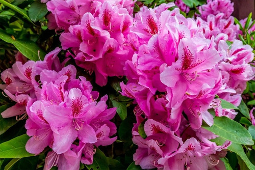 Roseum Elegans, Rhododendron 10lts 