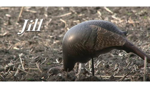 Señuelo Decoy Pavo Guajolote Inflable Caceria Jill The Hen