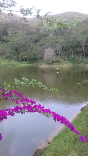 Imagen 6 de 18 de Se Vende Finca 114 Hectáreas Carabobo Bejuma. Cod. 4616212