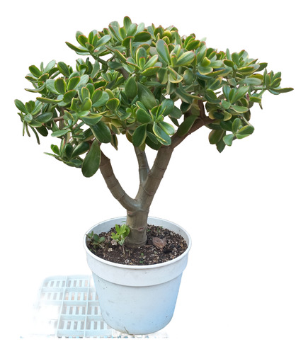 Planta Crassula Ovata Arbol De Jade Variegada Maceta N°19
