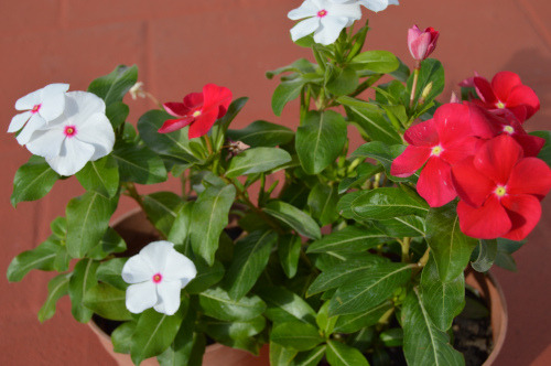 60 Sementes De Vinca Madagascar Espécie Exótica