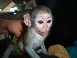 Monos Titi En Adopcion Mercadolibre Com Mx Monos Titi En Adopcion Mercadolibre Com Mx