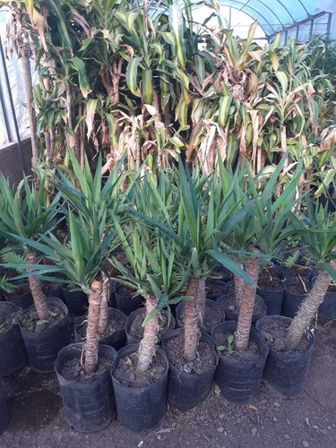 Yuca Gloriosa, Palo Tropical