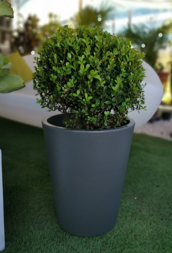 Maceta Minimalista De Plástico Gerbera Blanca Exterior O Int