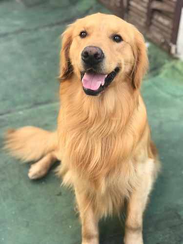 Imagen 4 de 10 de Peluqueria Canina Esquilas