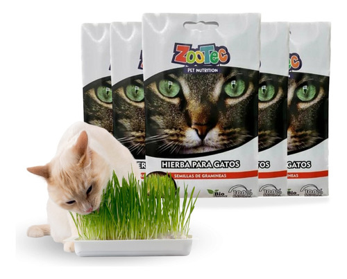 Hierba Semillas Gato Gramineas Zootec Fresco Natural X1