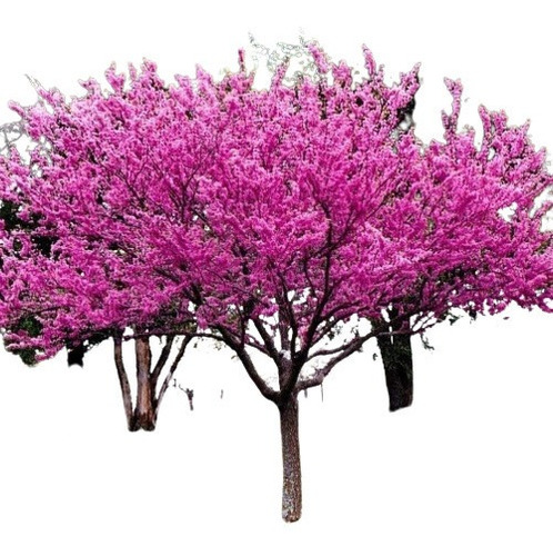 Árvore De Judas Ou Amor Bonsai Cercis Siliquastrum Sementes