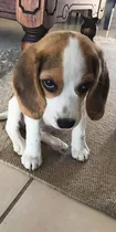 Comprar Beagle Tricolor 04