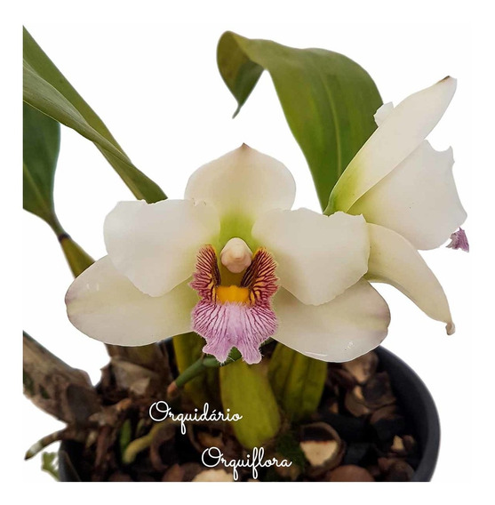 Orquidea Natural | MercadoLivre.com.br