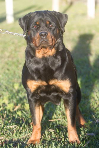 Rottweiler Filhotes Com (60 Dias)frete Gratis