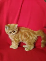 Comprar Gatitos Persa Exótico Pelo Corto