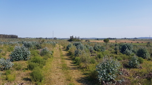 Venta Chacra Forestada -ref:4301