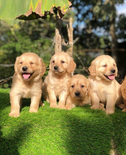 Cachorros Golden Retriever 