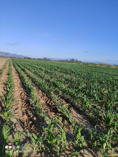 Vendo Parcela , En Longavi, Vll Region