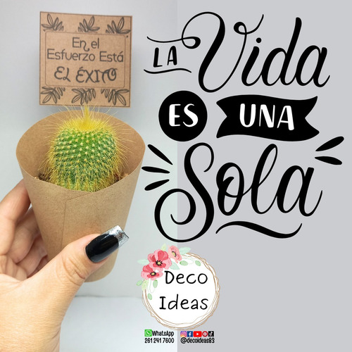 Souvenirs Cactus Y Suculentas X 12 Unidades