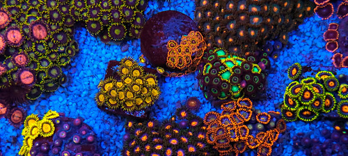 Zoanthus King Midas De 8 A 10 Pólipos