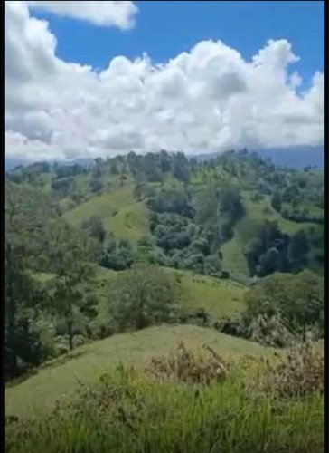 Título Deslindado