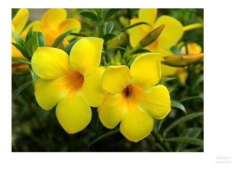 25 Sementes De Alamanda Amarela Para Mudas - Flor Cerca Viva | MercadoLivre