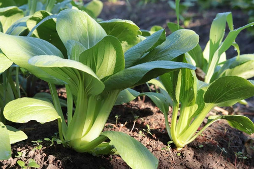 Bokchoi/ Pakchoi/ Semillas Orgánicas!!!