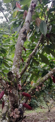 Hermosos Terrenos, Posse Cacao.