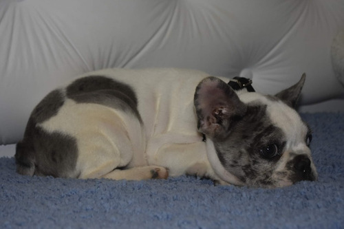Bulldog Frances Pied Blue Merle Exótico Macho