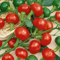 Comprar 10 Semillas Pimienta Guindilla Roja Cherry Picante P\u002Fmaceta
