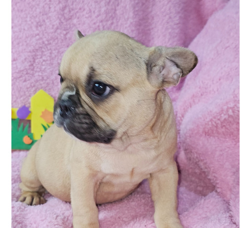 Bulldog Frances Hembra