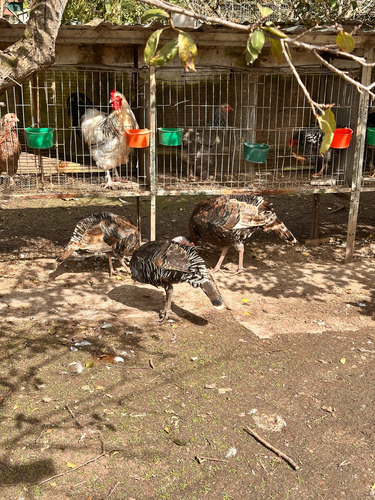 Pavos Mamuts Bronce (Usado)