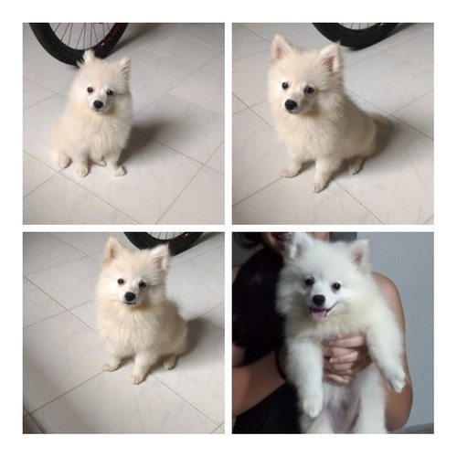 Pomerania Lulu Mini Bogotá Medellín Cali Barranquilla 