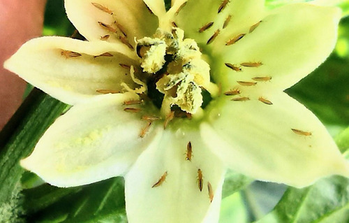 Karanjin Insecticida Botánico Extracto De Karanja 15 L