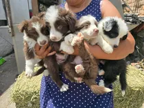 Comprar Cachorros Border Collie