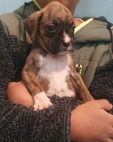 Hermosos Cachorros Boxer Americano.