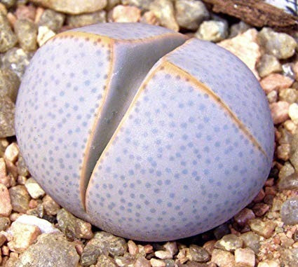 Sementes Cacto Pedra Lithops Dinteranthus Wilmotianus