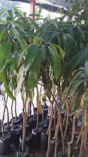 Planta Mango Var. Sensation (injertados) Se Hacen Envíos.