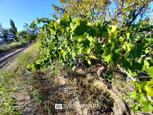 Imagen 8 de 23 de Finca Productiva De 17ha En General Alvear - Mendoza