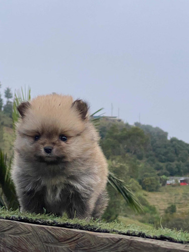 Imagen 8 de 9 de Cachorros Pomerania Mini Lulú Pomerania