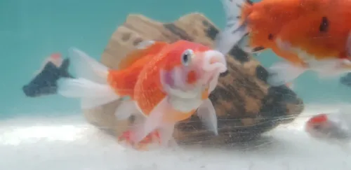 Pez Goldfish Perlado