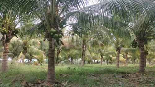 Venta De 5 Has. Sembradas Con Palma De De Coco En Coquimatlán, Colima.